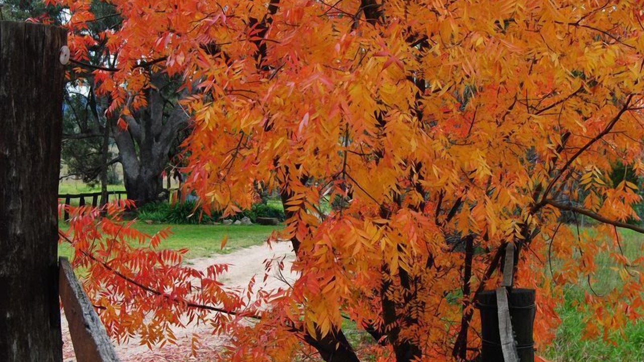 Photo of Outdoor in Camboon