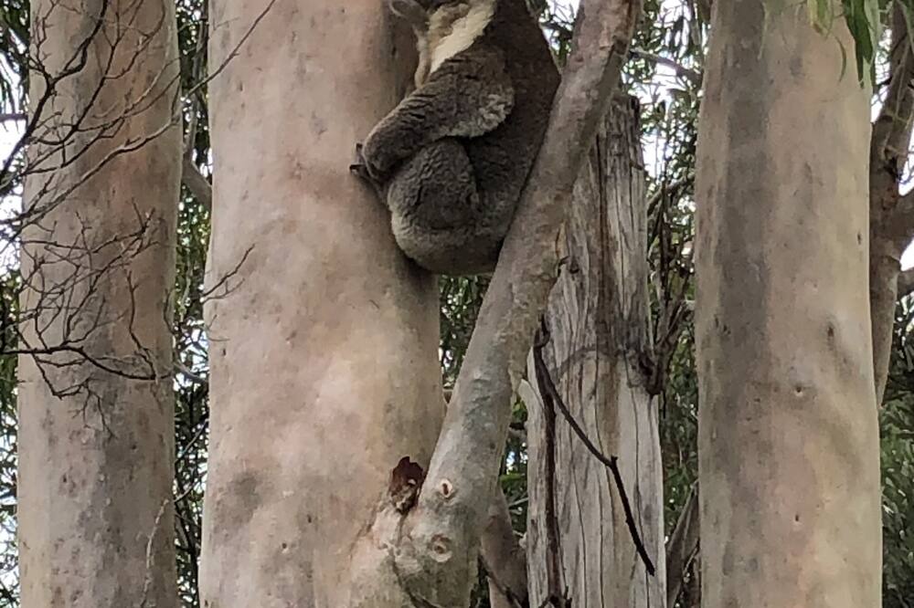 Photo of Outdoor in Dromana