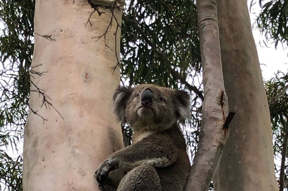 Photo of Outdoor in Dromana