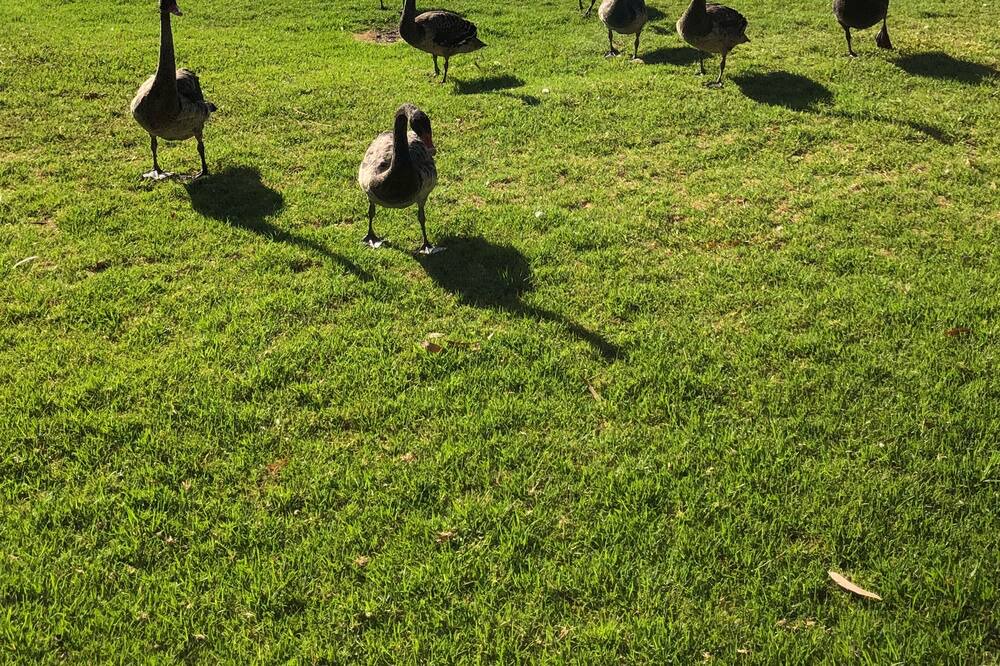 Photo of Outdoor in Mannum
