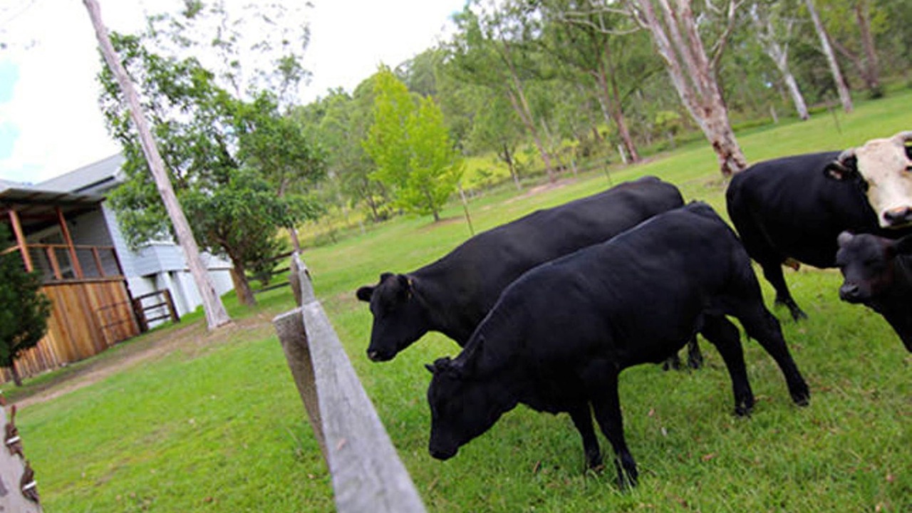 Photo of Outdoor in Wollombi