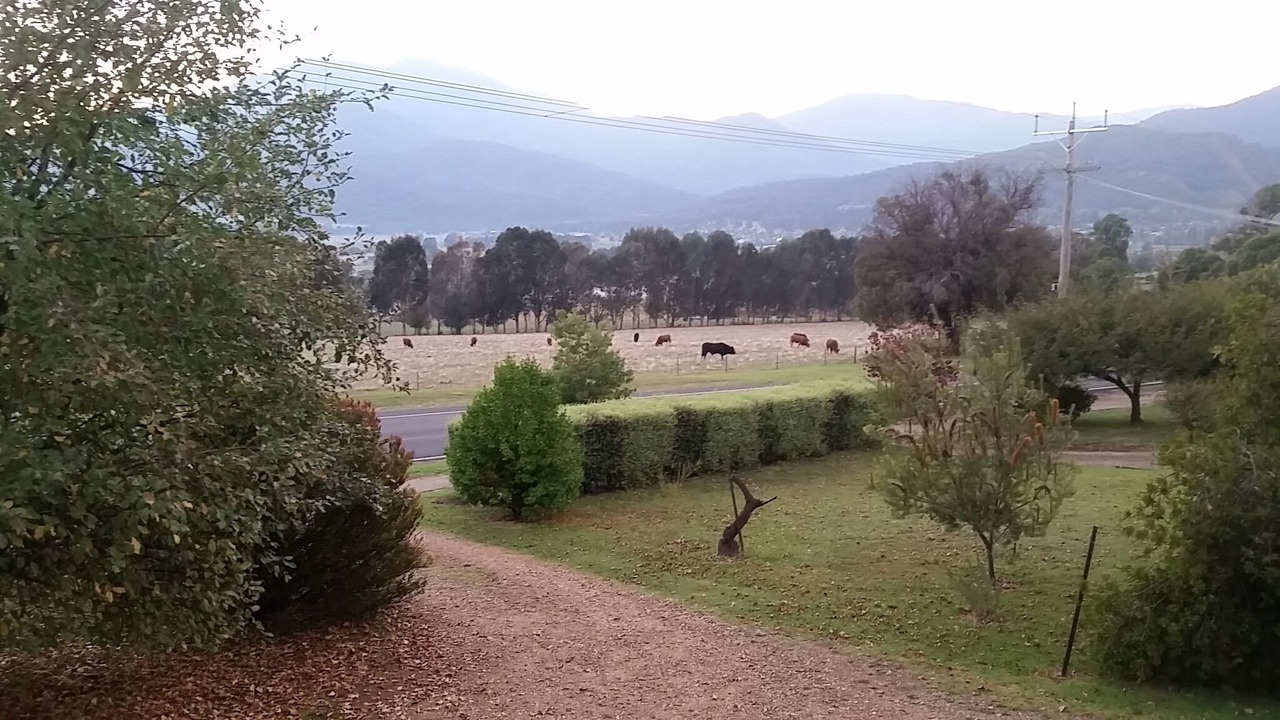 Photo of Outdoor in Tawonga South
