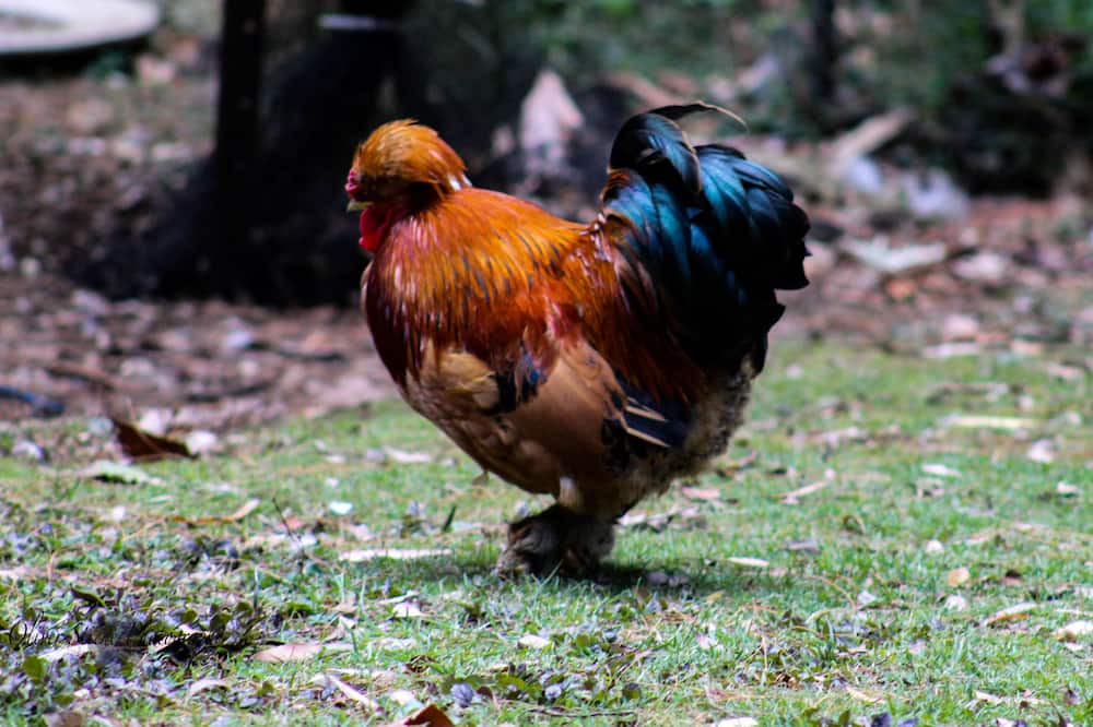 Photo of Others in Mount Tomah