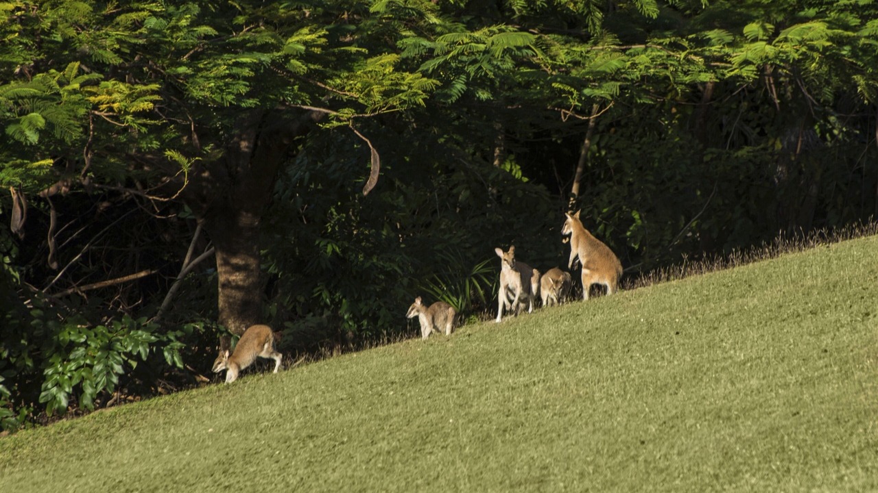 Photo of Others in Hamilton Island