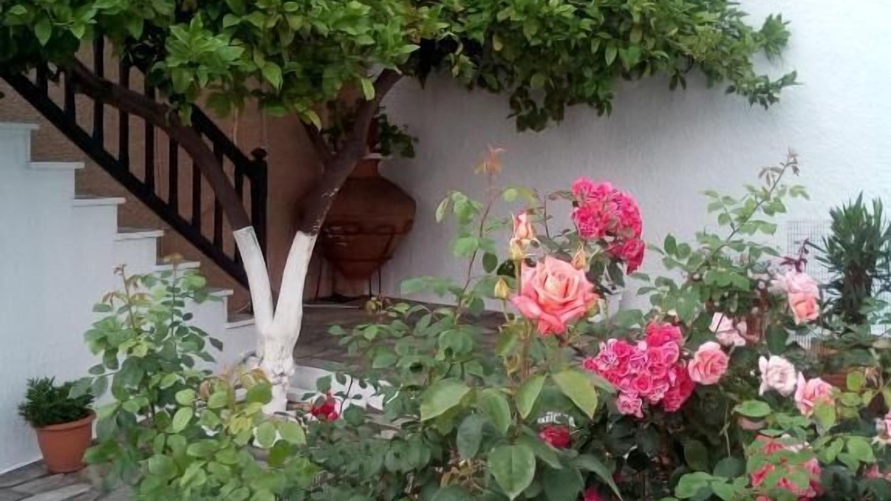 Photo of Outdoor in Skopelos
