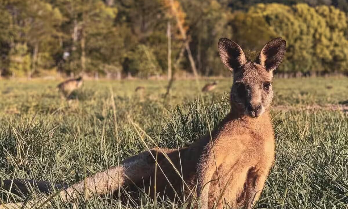 Photo of Others in Elanora