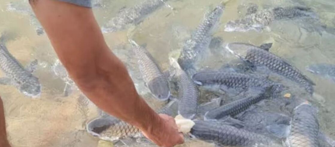 Photo of Others in Cullen Bay
