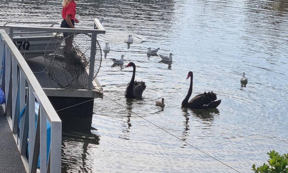 Photo of Others in Currumbin Waters