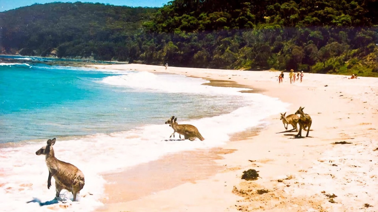 Photo of Others in South Durras
