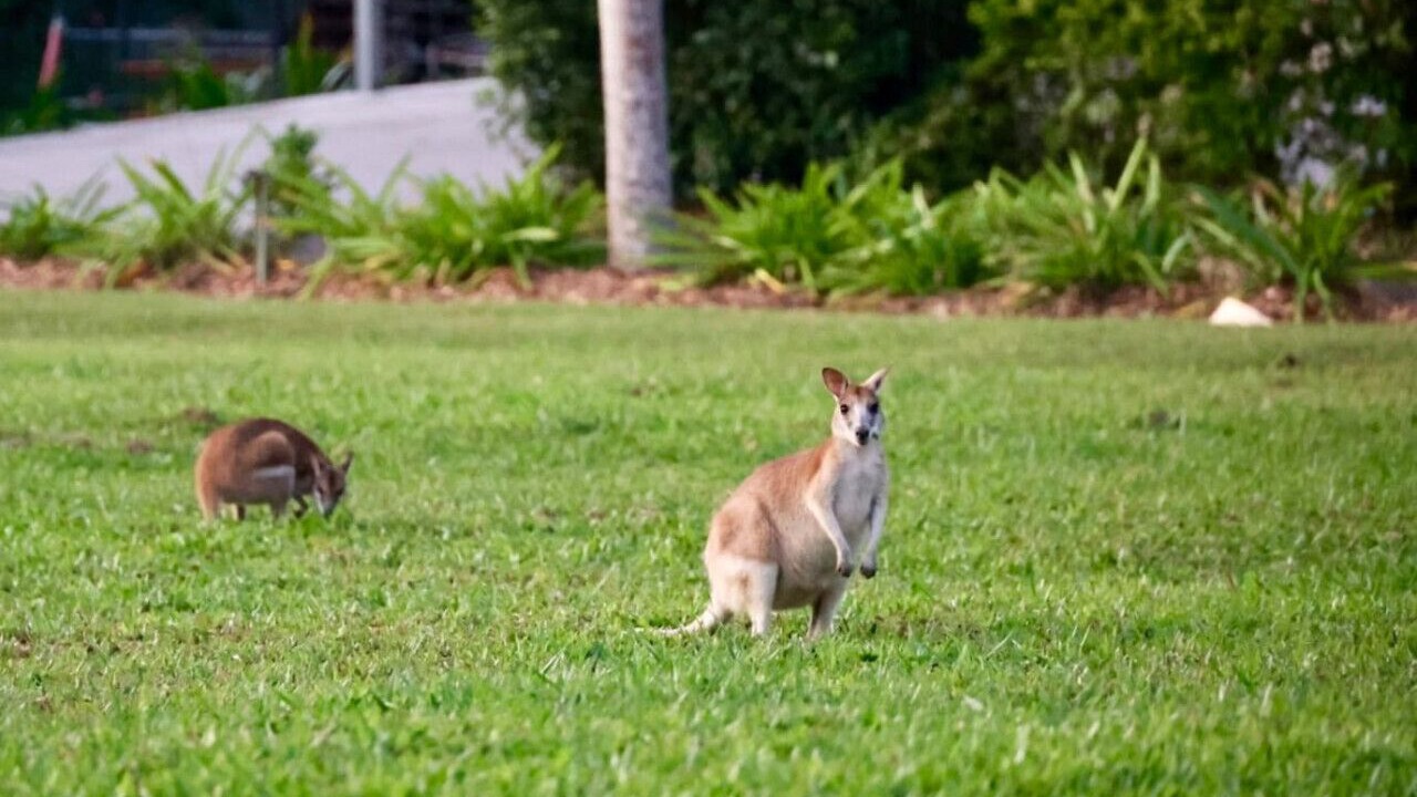 Photo of Outdoor in Kuranda