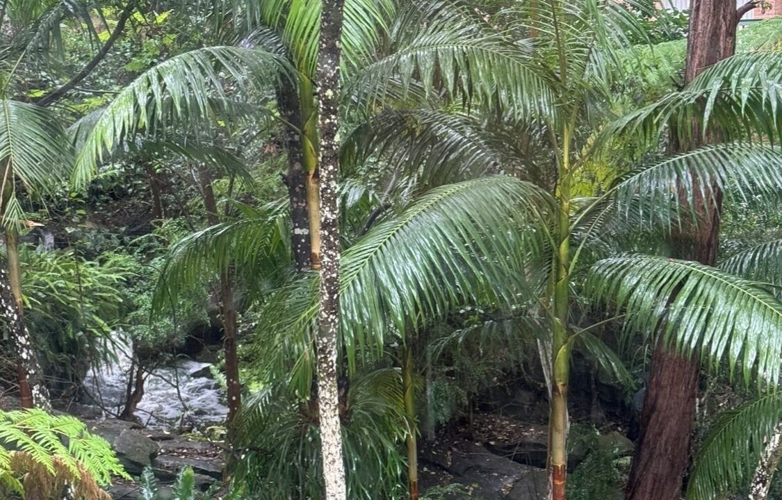 Photo of Outdoor in Killara