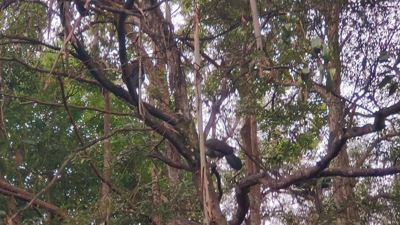 Photo of Others in Killara