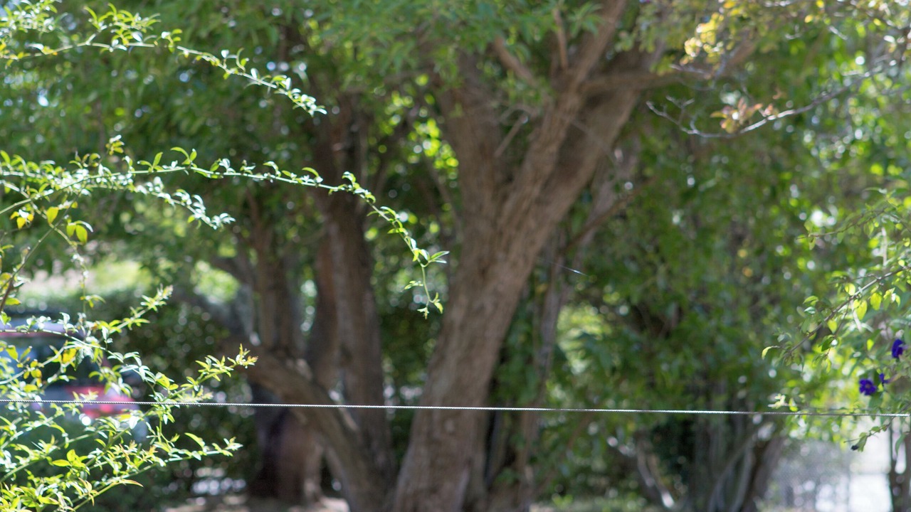 Photo of Others in Bolwarra
