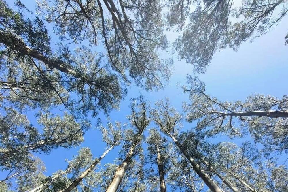 Photo of Others in Mount Dandenong