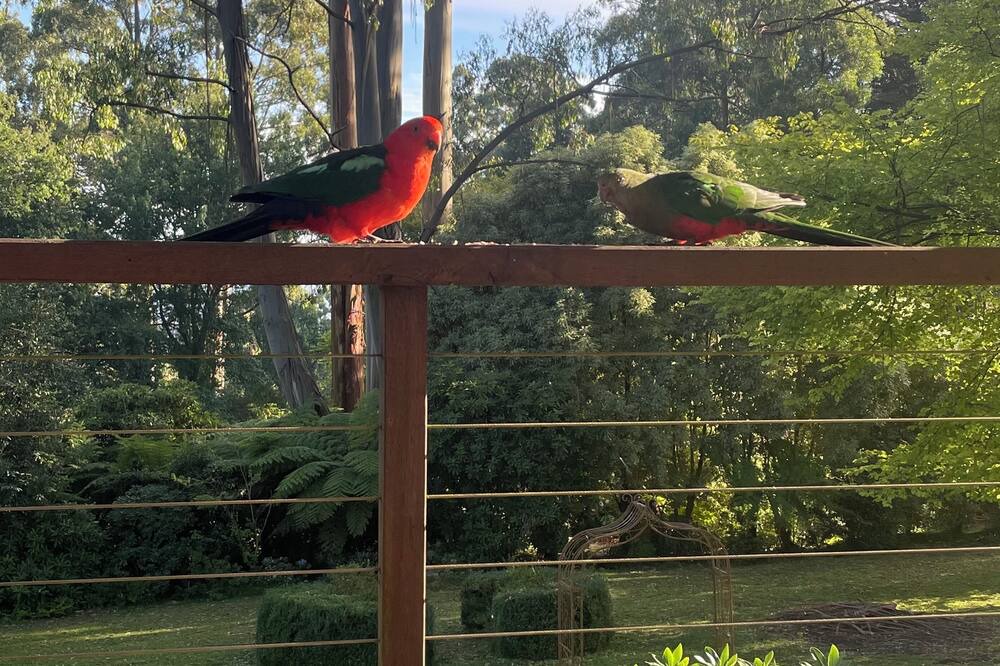 Photo of Outdoor in Mount Dandenong