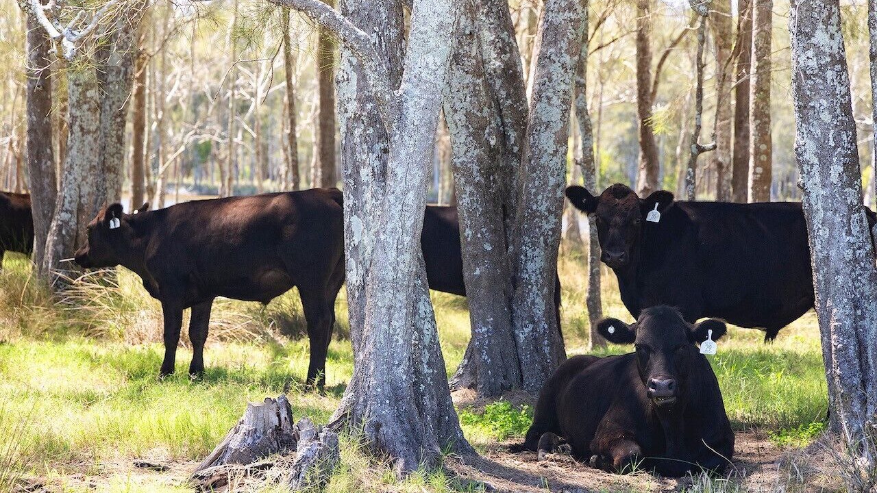 Photo of Outdoor in Tuncurry