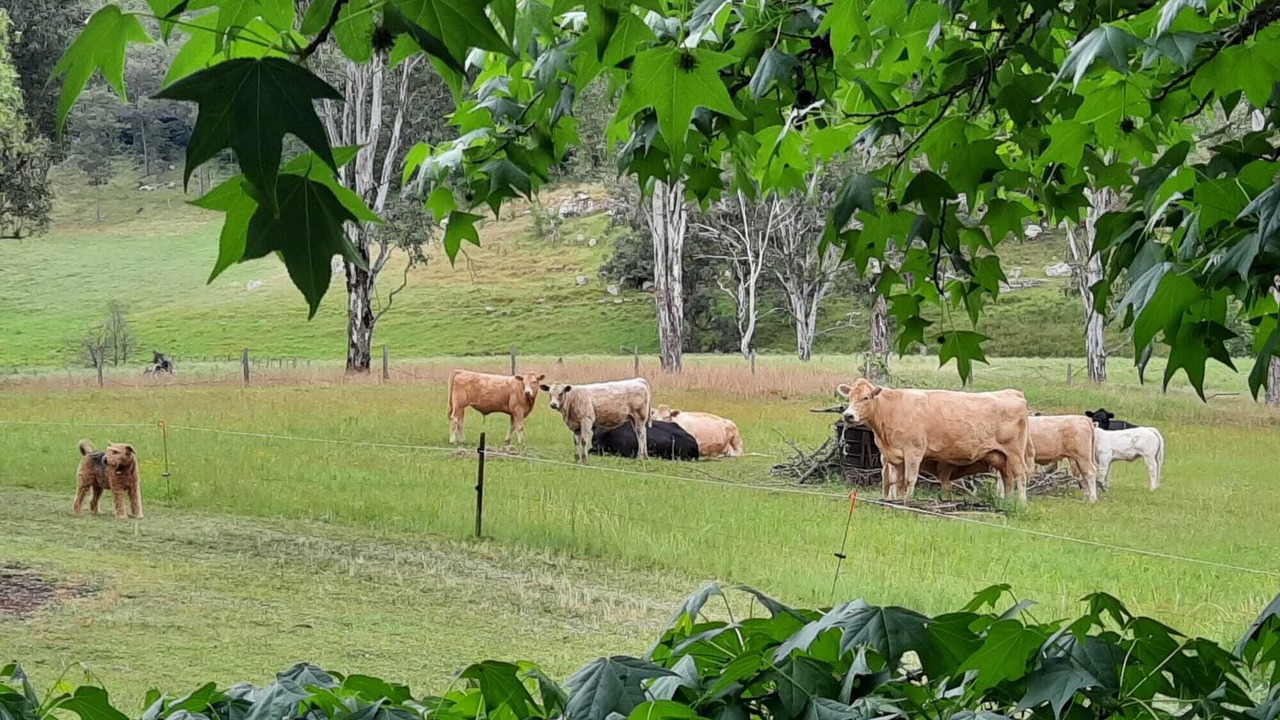 Photo of Outdoor in Wollombi