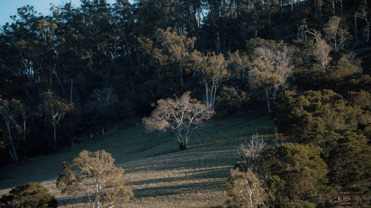 Photo of Others in Tea Tree
