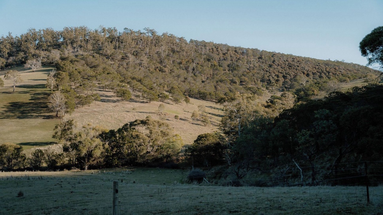 Photo of Others in Tea Tree