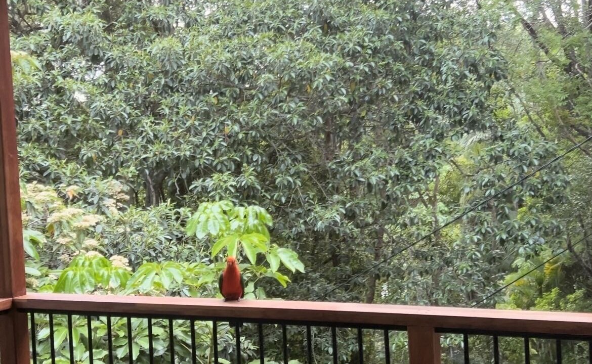 Photo of Outdoor in Currumbin Valley
