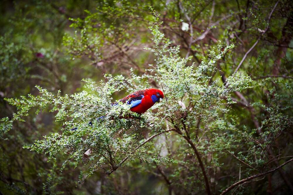 Photo of Others in Upper Ferntree Gully
