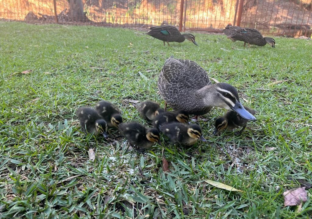 Photo of Others in Maylands