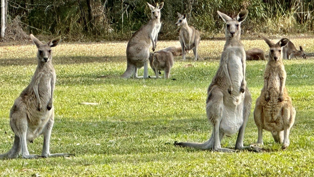 Photo of Others in Cooroibah