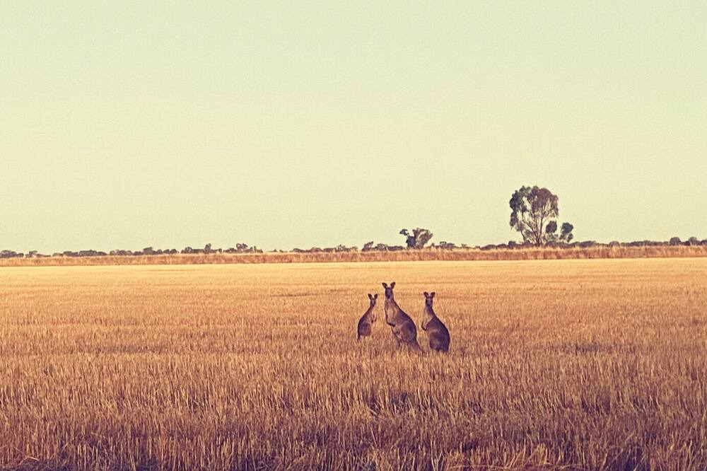 Photo of Others in Tocumwal