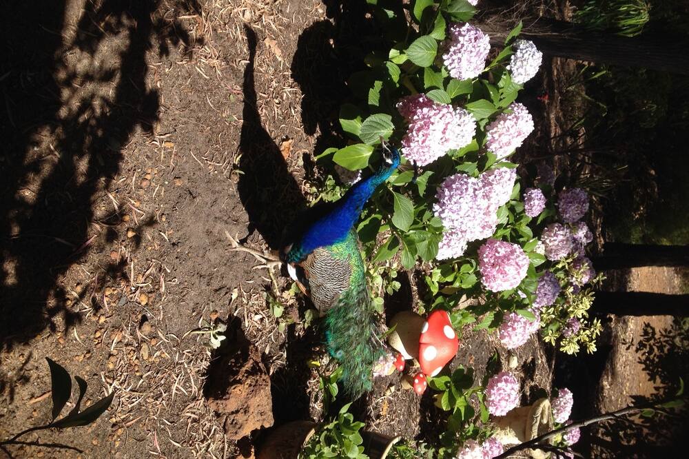 Photo of Outdoor in Cowaramup