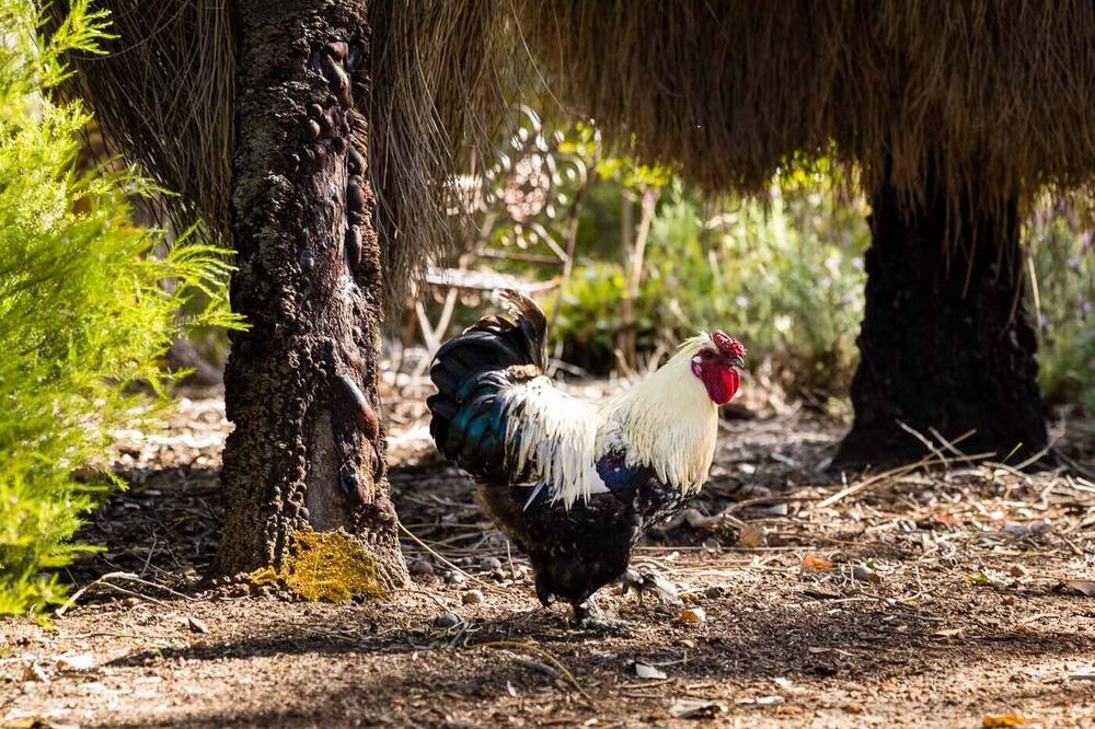 Photo of Others in Cowaramup