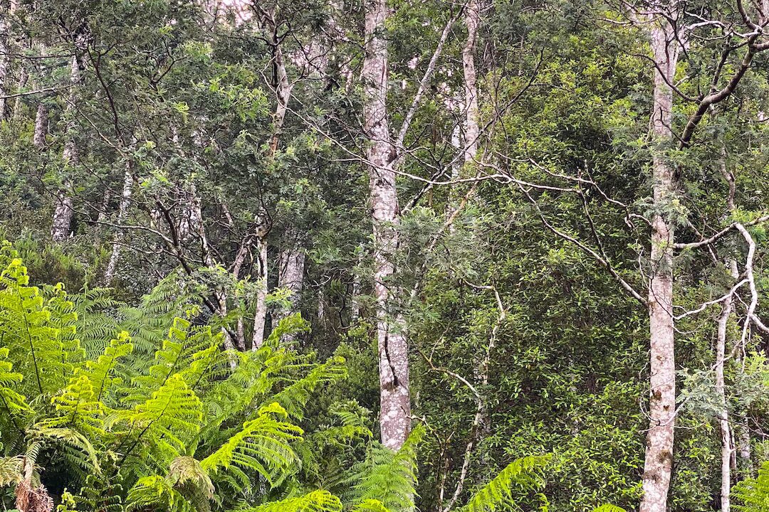 Photo of Others in Queenstown