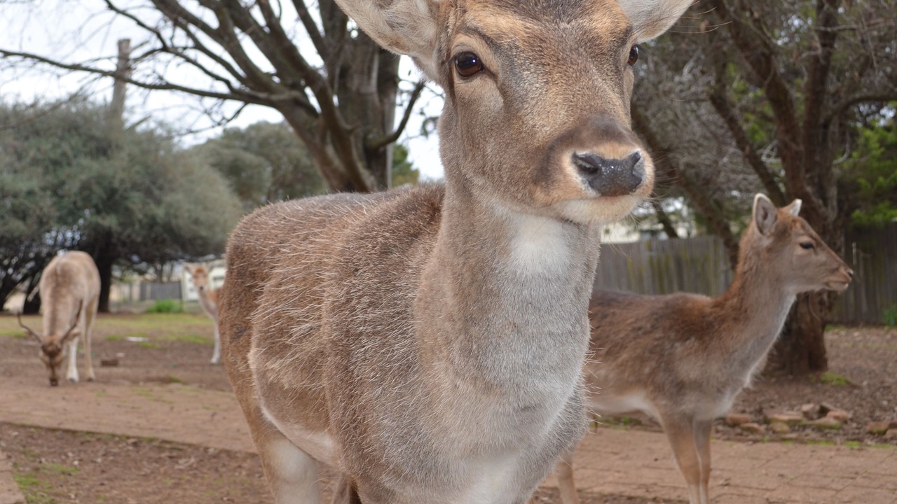 Photo of Others in Armidale