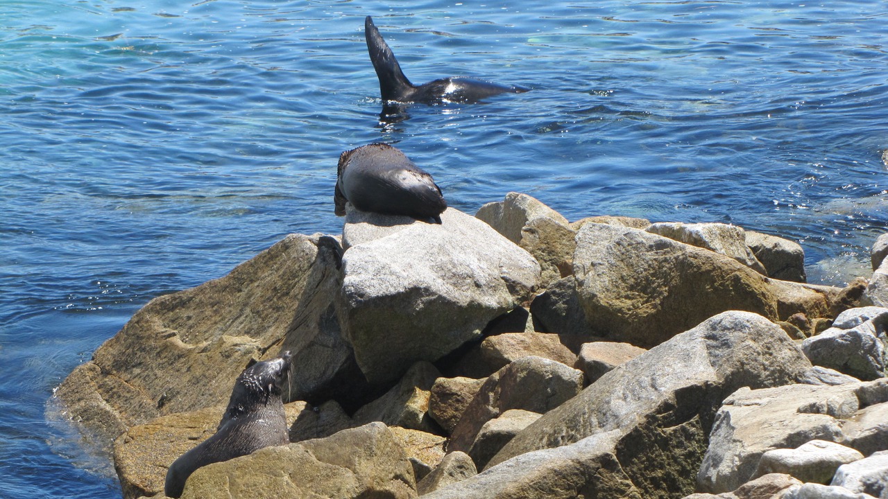 Photo of Others in Narooma