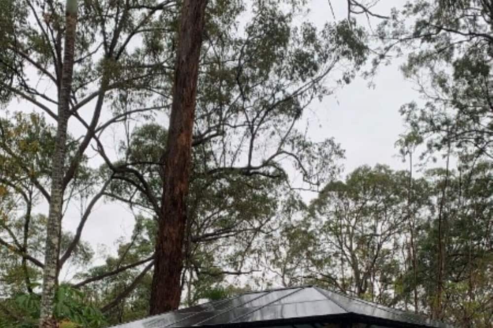 Photo of Others in Reedy Creek