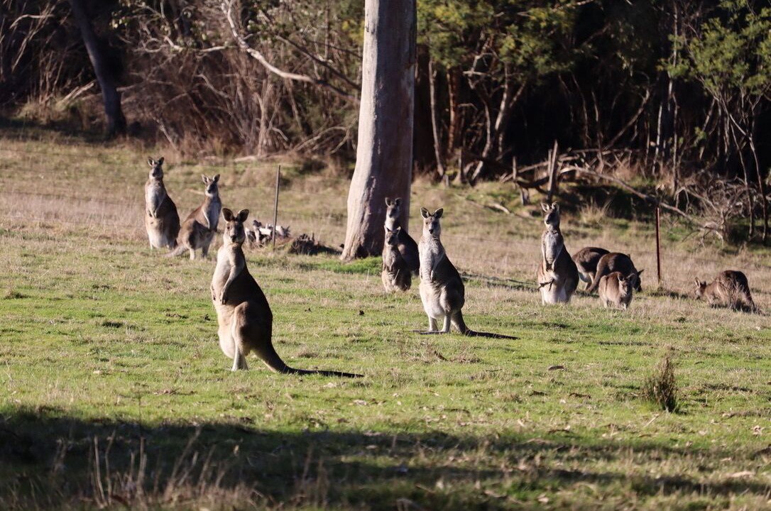 Photo of Others in Howqua