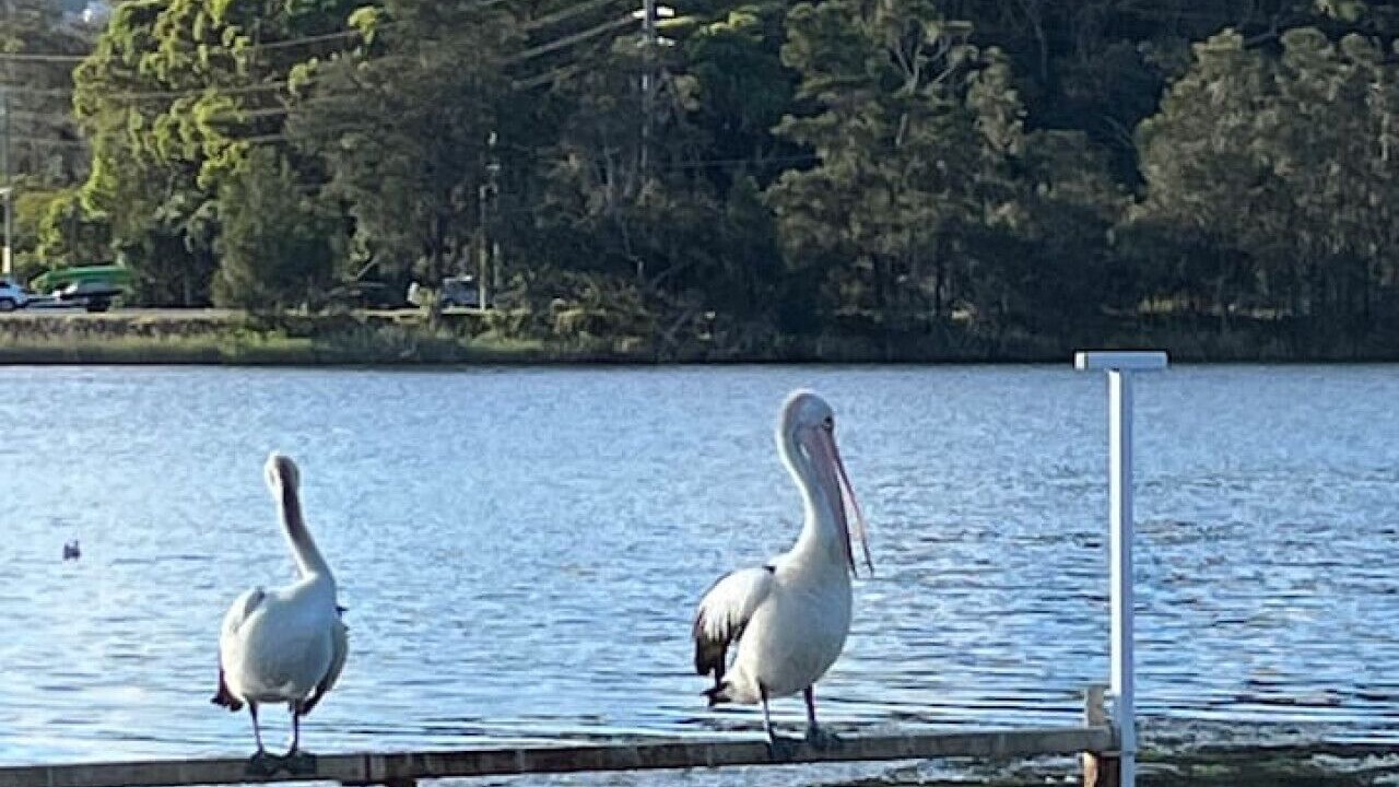 Photo of Others in Narrabeen