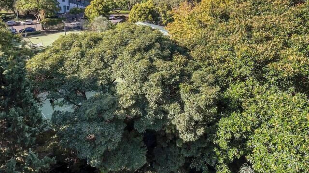 Photo of Outdoor in Rushcutters Bay