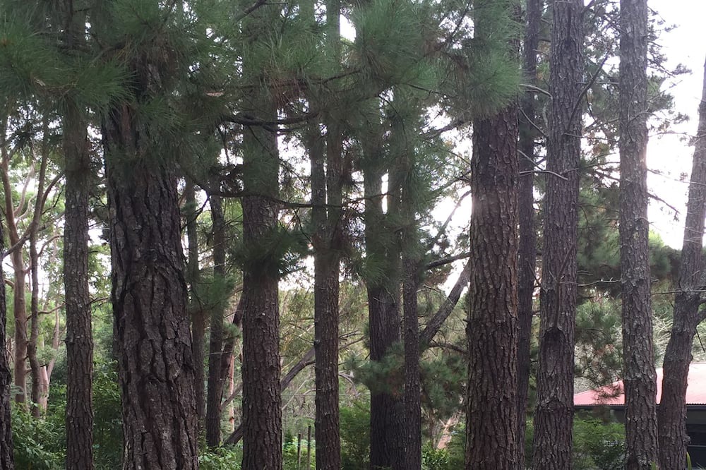 Photo of Outdoor in Kurrajong Heights