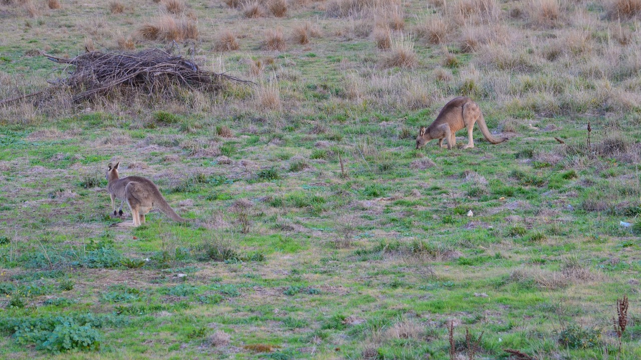 Photo of Others in South Bathurst