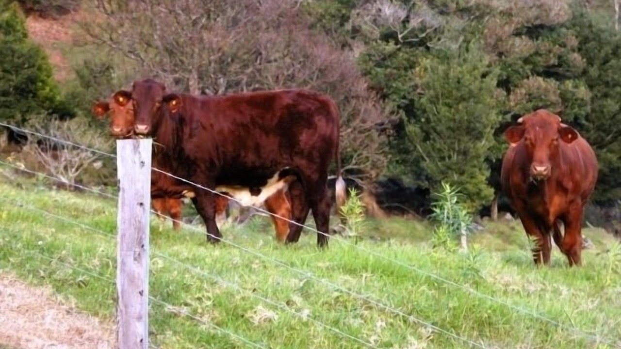 Photo of Outdoor in Bald Knob