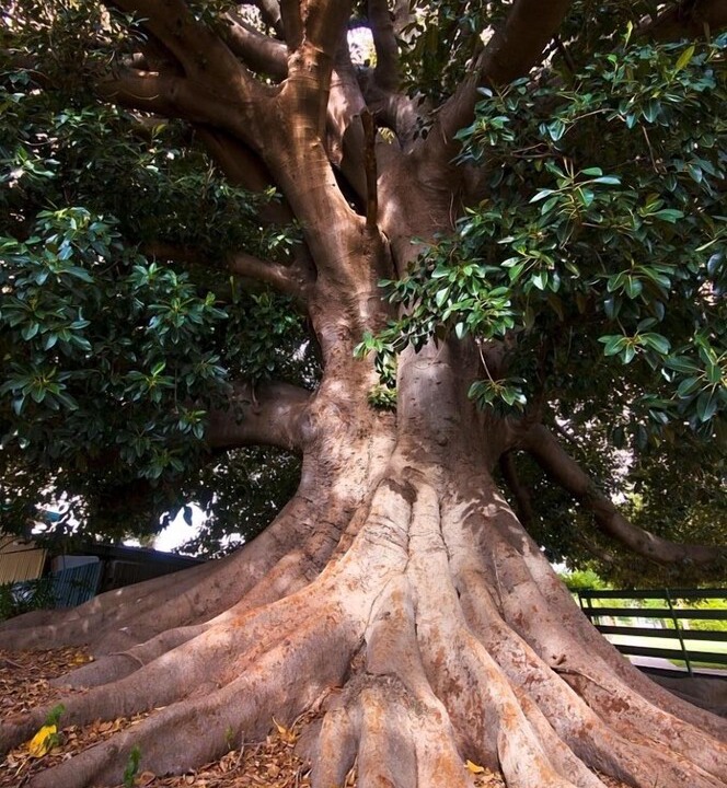 Photo of Outdoor in Narrandera