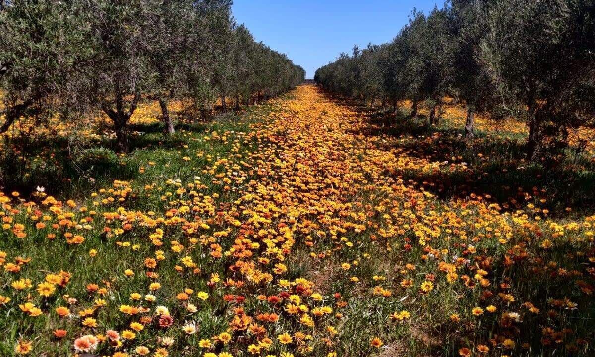 Photo of Outdoor in Tresco