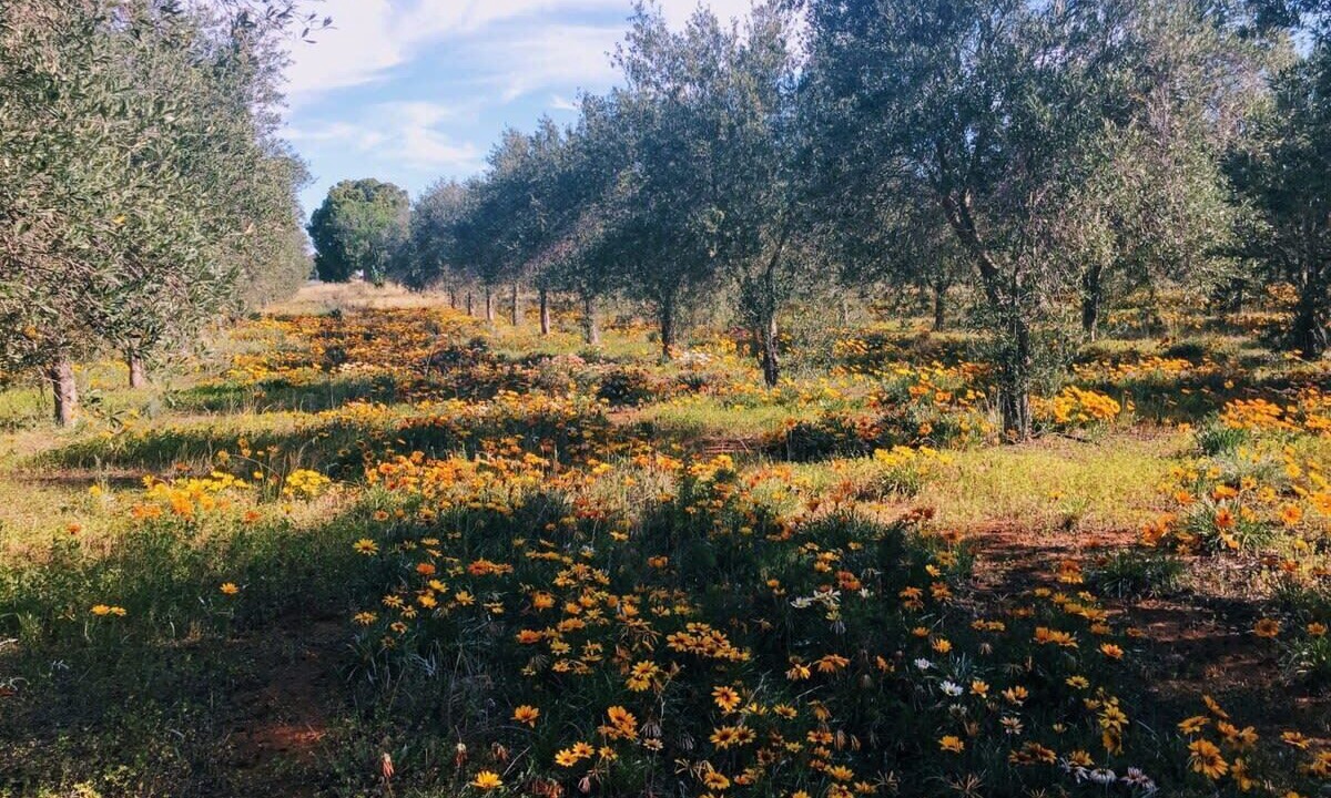 Photo of Outdoor in Tresco