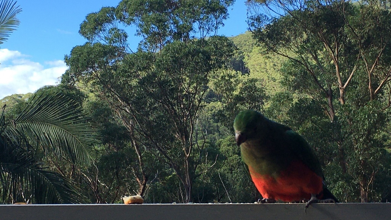 Photo of Outdoor in Stanwell Park