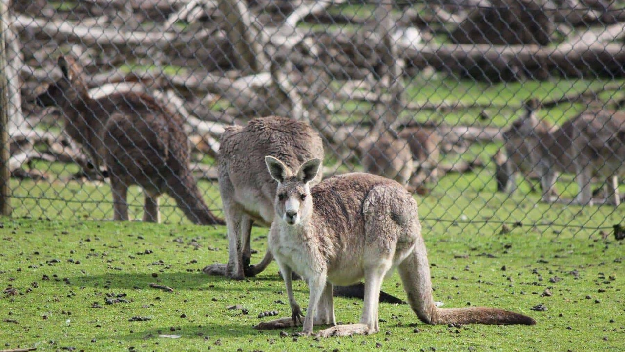 Photo of Others in Smiths Beach
