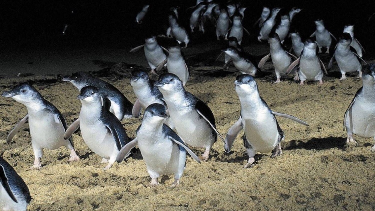 Photo of Others in Smiths Beach