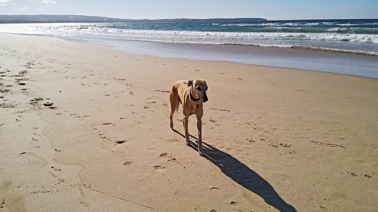 Photo of Others in Merimbula