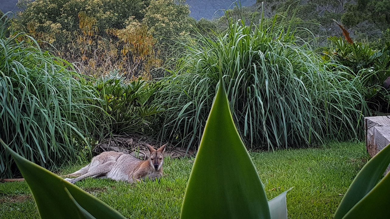 Photo of Outdoor in Wongawallan