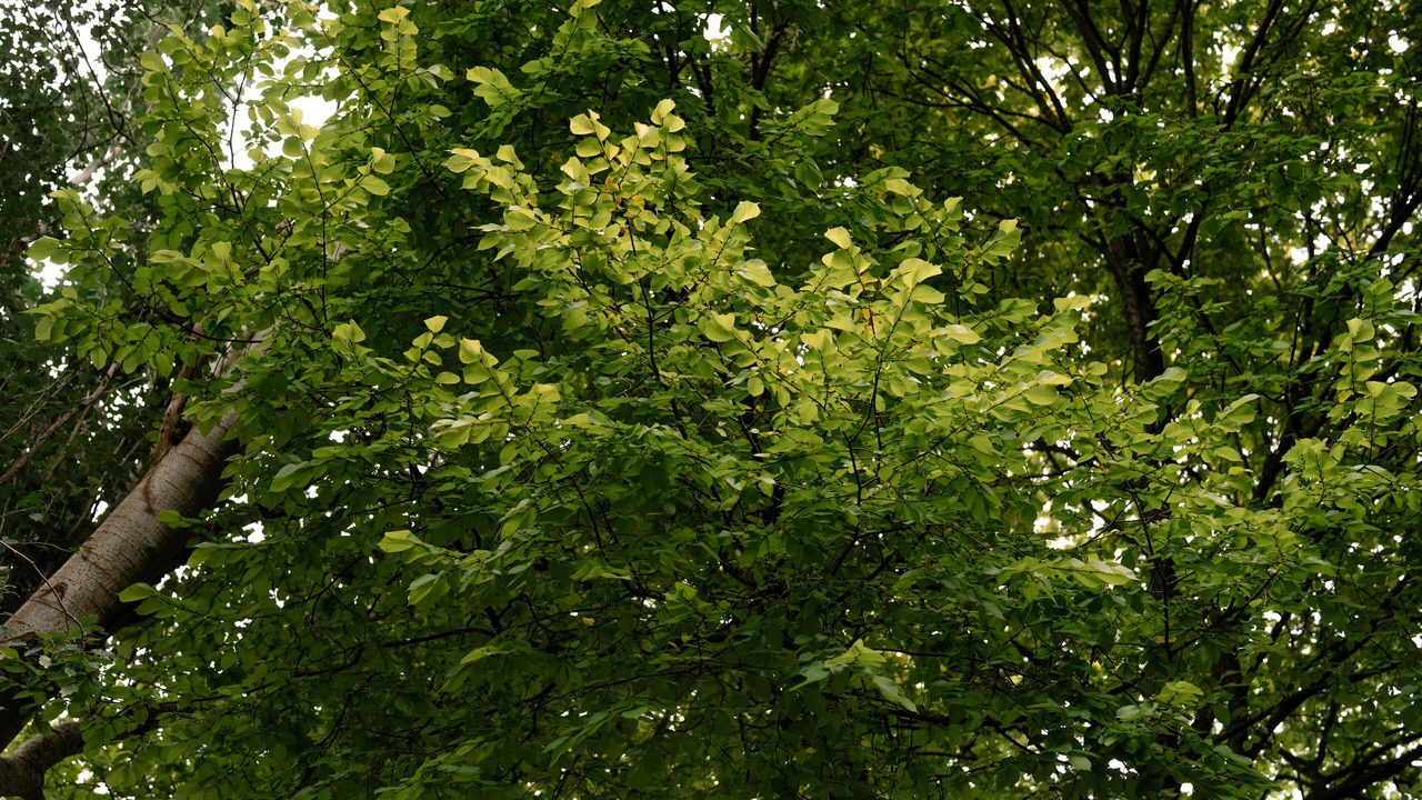 Photo of Outdoor in Belgrave