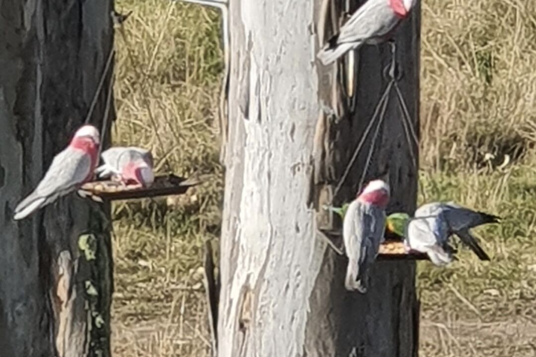 Photo of Outdoor in Blackbutt North